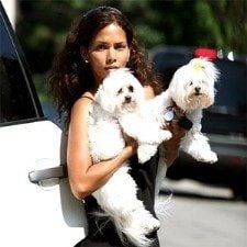 Halle-Berry-Famous-Maltese-dogs